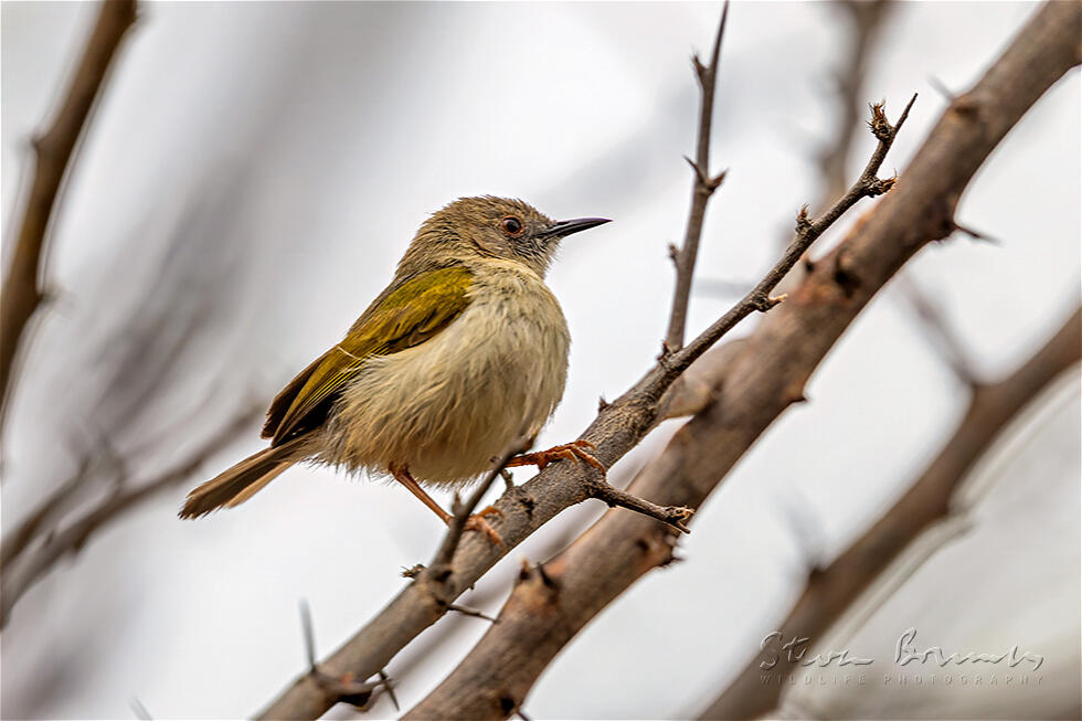 Grey-backed Camaroptera (Camaroptera brevicaudata)