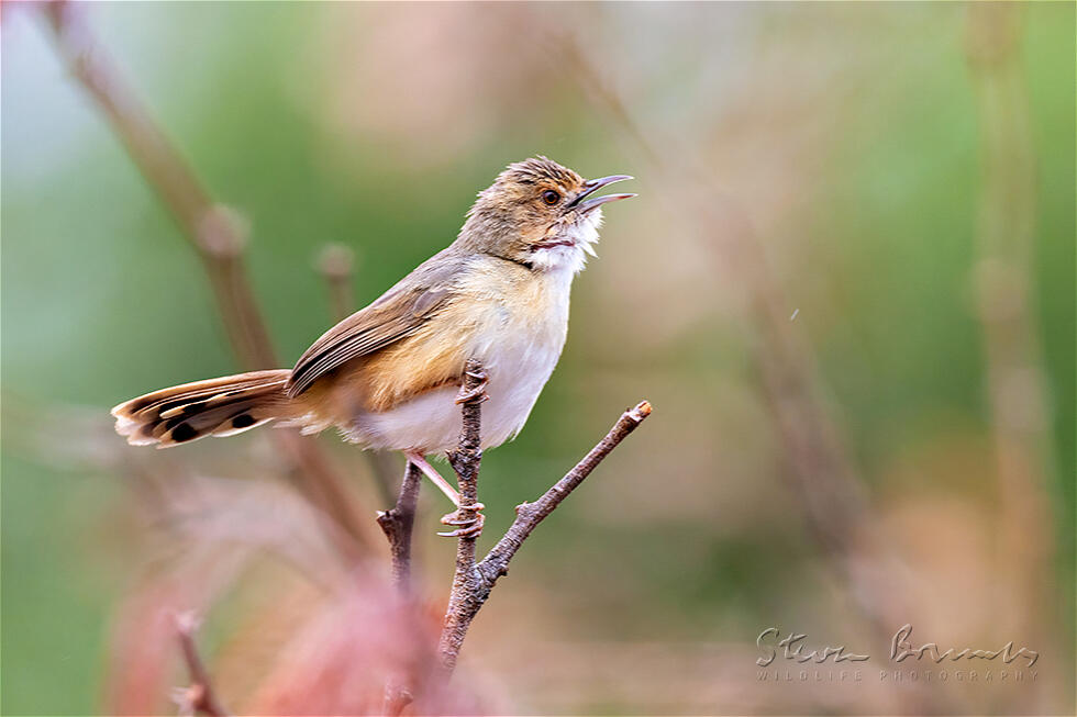 Red-faced Cisticola (Cisticola erythrops)