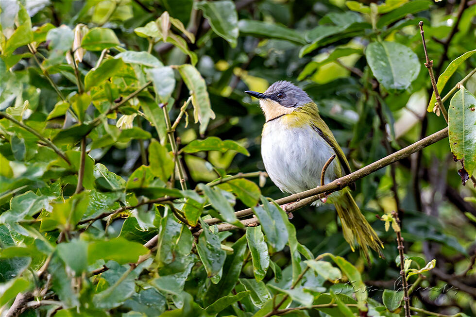 Rudd's Apalis (Apalis ruddi)