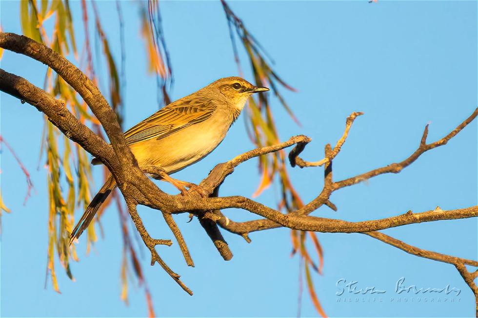Rufous Songlark (Cincloramphus mathewsi)