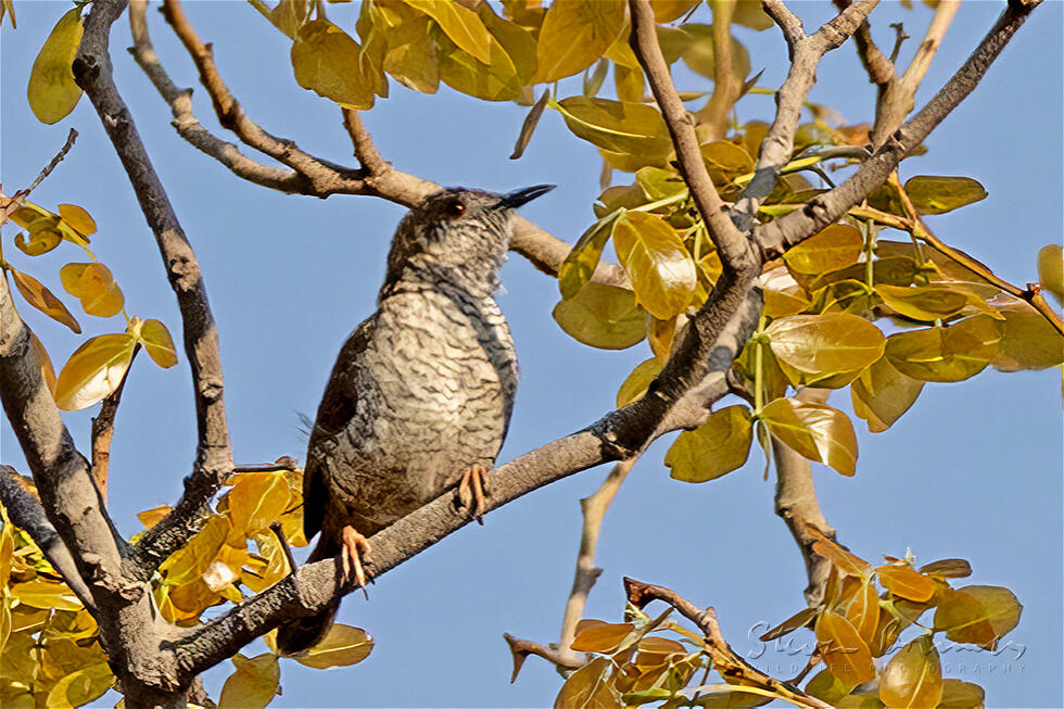 Stierling's Wren-Warbler (Calamonastes stierlingi)