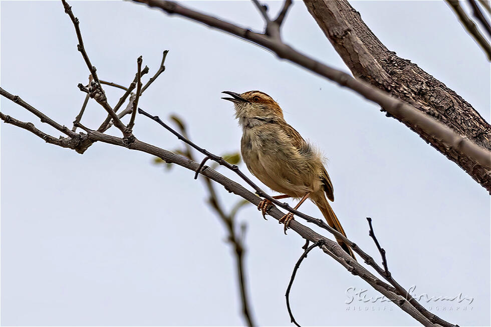 Tinkling Cisticola (Cisticola rufilatus)