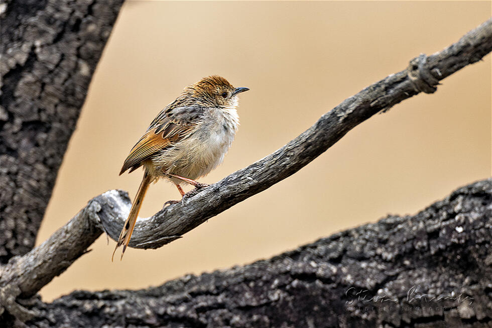 Wailing Cisticola (Cisticola lais)