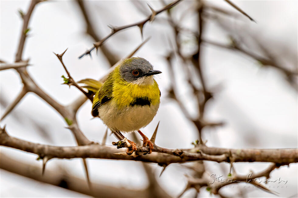 Yellow-breasted Apalis (Apalis flavida)