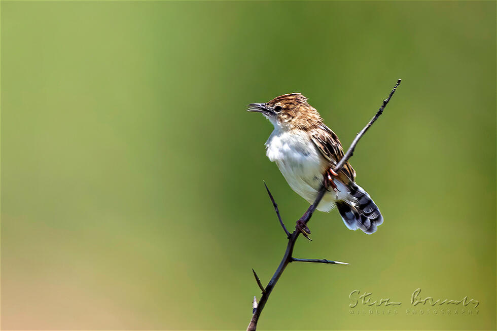 Zitting Cisticola (Cisticola juncidis)