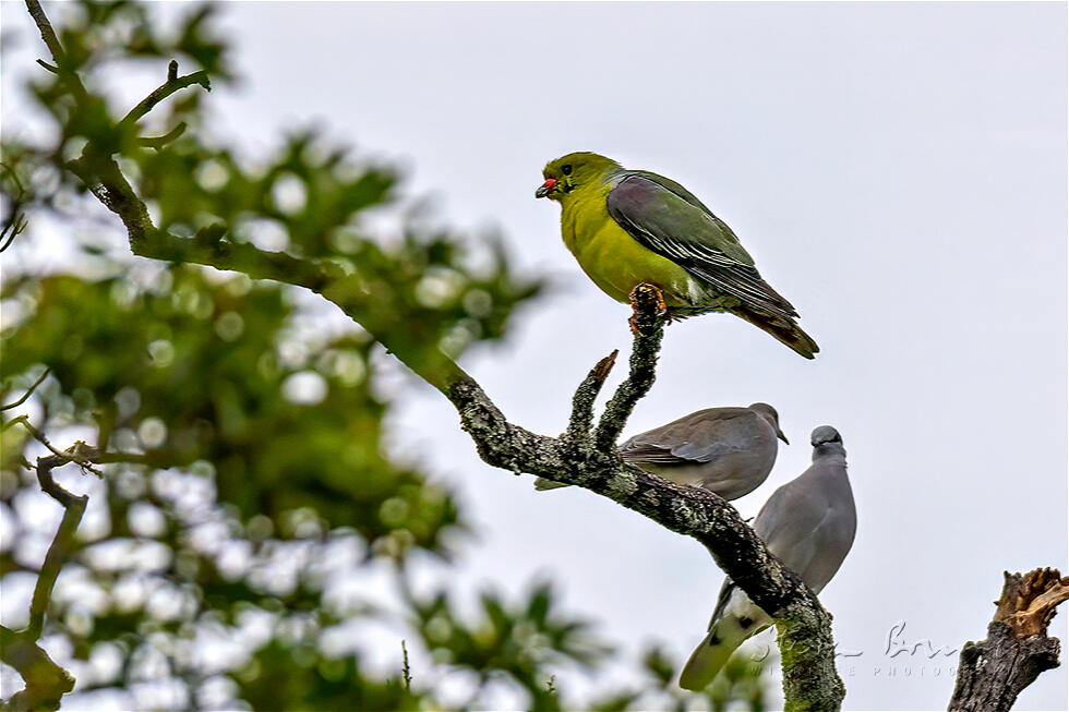 African Green Pigeon (Treron calvus)