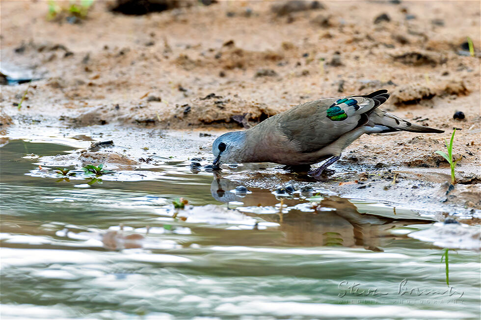 Emerald-spotted Wood Dove (Turtur chalcospilos)
