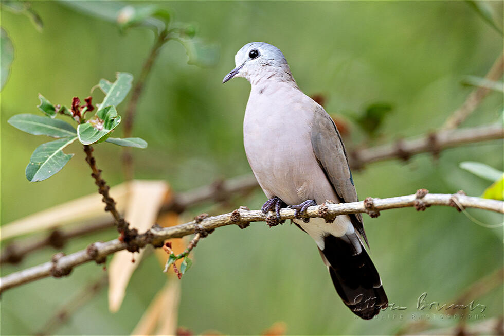 Emerald-spotted Wood Dove (Turtur chalcospilos)