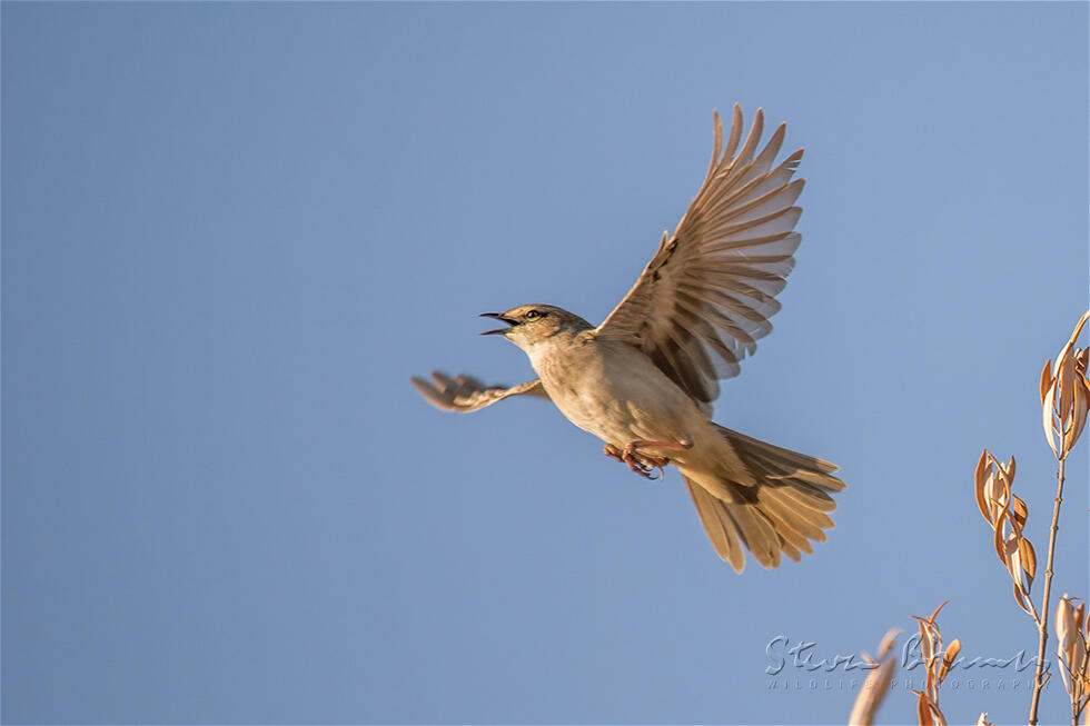 Rufous Songlark (Cincloramphus mathewsi)