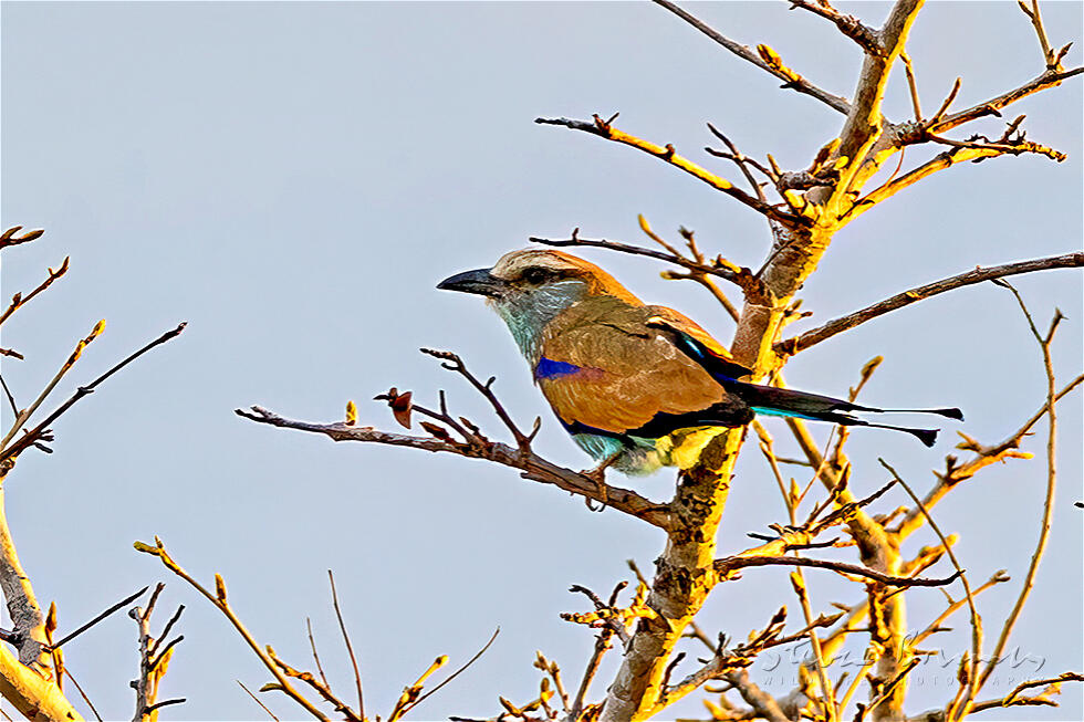 Racket-tailed Roller (Coracias spatulatus)