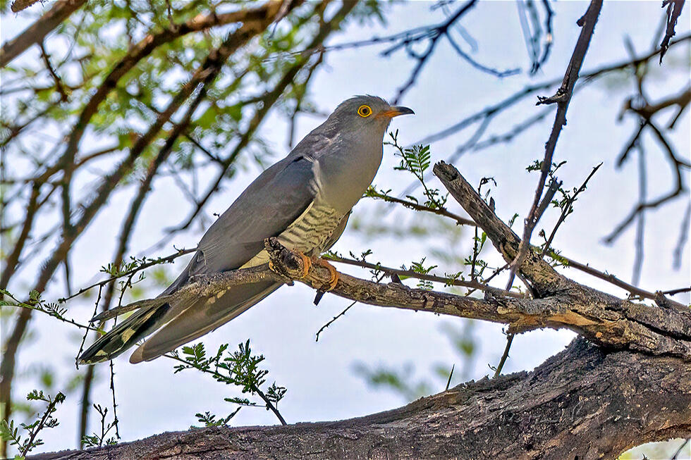 African Cuckoo (Cuculus gularis)