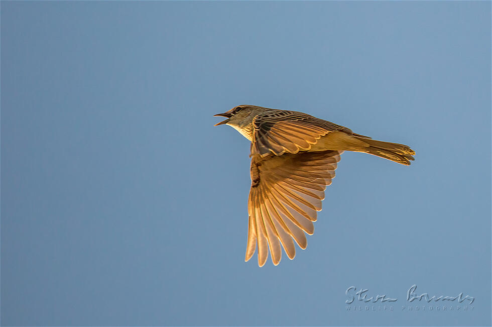 Rufous Songlark (Cincloramphus mathewsi)