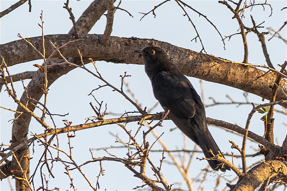Black Cuckoo (Cuculus clamosus)