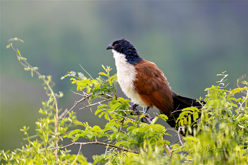 Burchell's Coucal (Centropus burchellii)