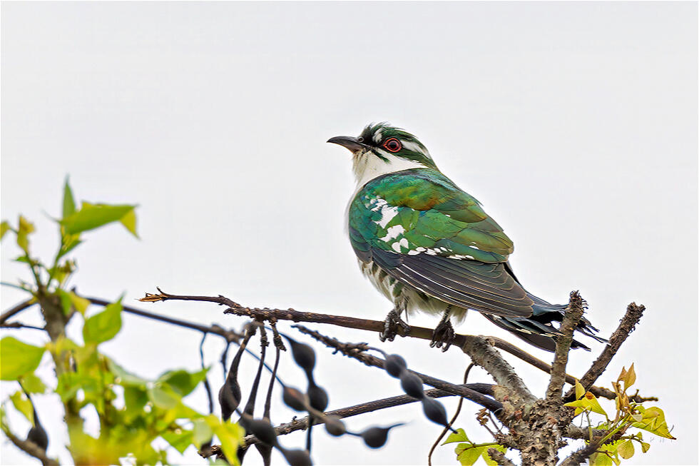 Diederik Cuckoo (Chrysococcyx caprius)