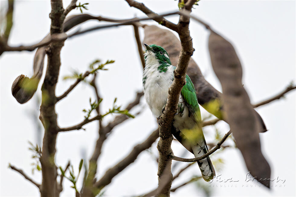 Klaas's Cuckoo (Chrysococcyx klaas)