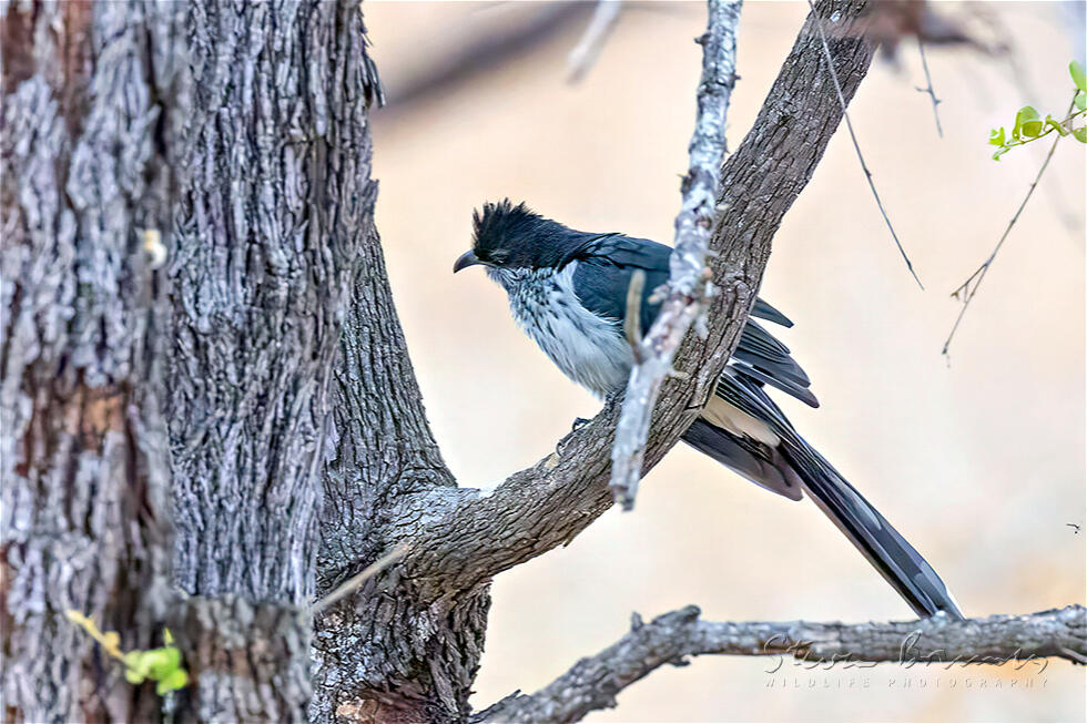 Levaillant's Cuckoo (Clamator levaillantii)