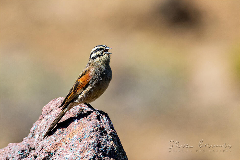 Cape Bunting (Emberiza capensis)