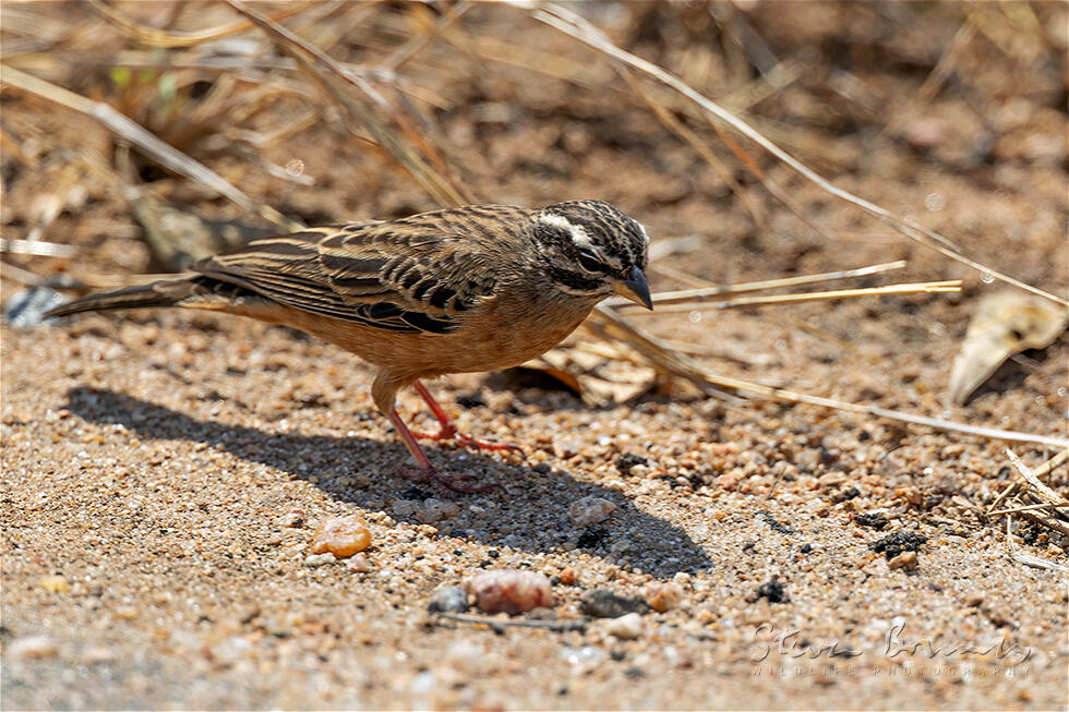 Cinnamon-breasted Bunting (Emberiza tahapisi)