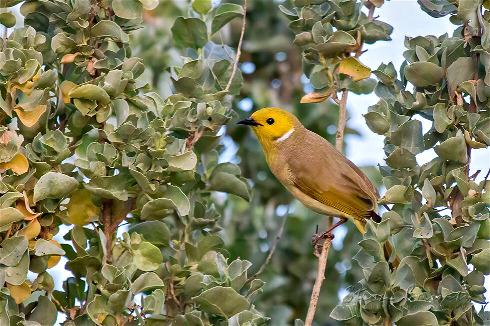 White-plumed Honeyeater (Ptilotula penicillata)