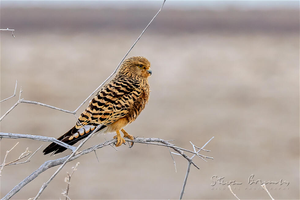Greater Kestrel (Falco rupicoloides)