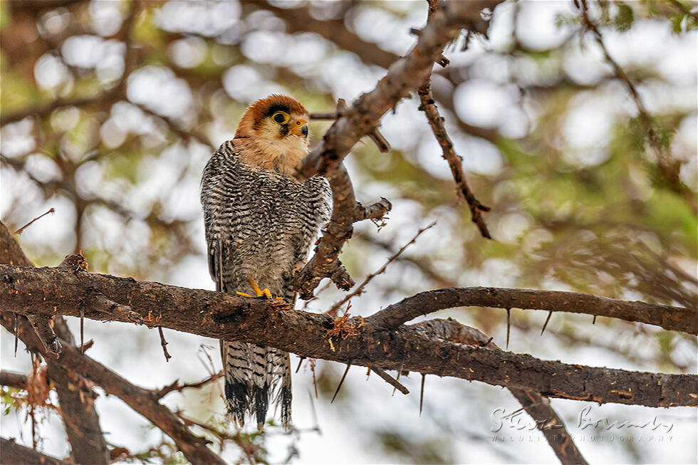 Red-necked Falcon (Falco chicquera)