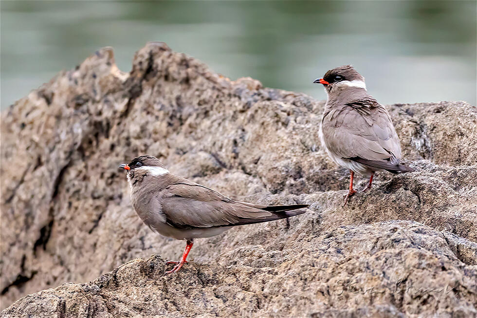 Rock Pratincole (Glareola nuchalis)