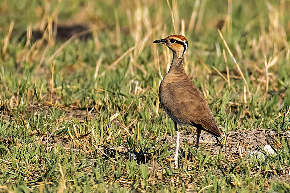 Temminck's Courser (Cursorius temminckii)