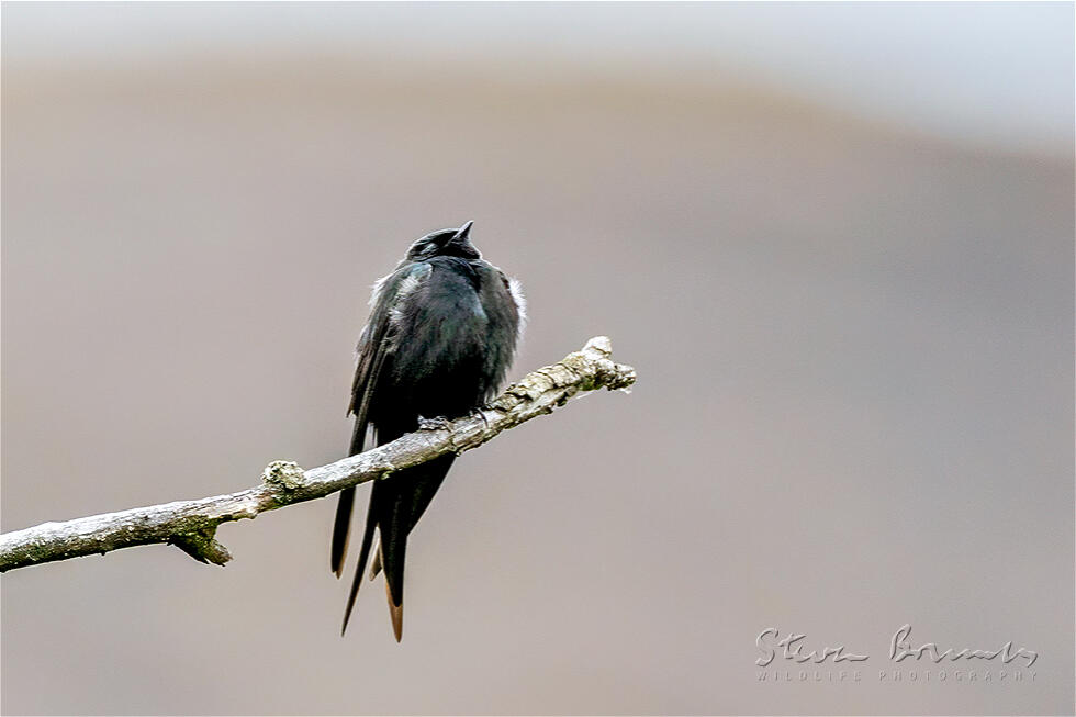 Black Saw-wing (Psalidoprocne pristoptera)