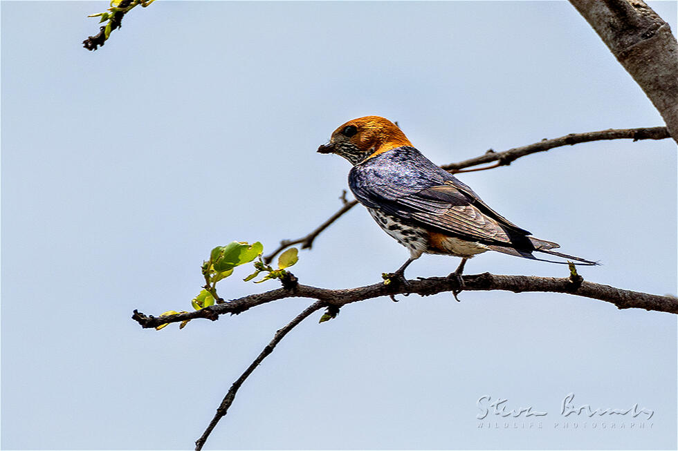 Lesser Striped Swallow (Cecropis abyssinica)