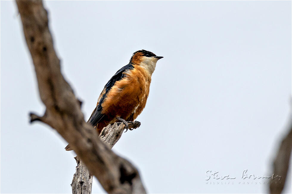 Mosque Swallow (Cecropis senegalensis)