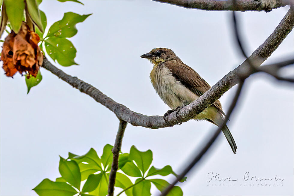 Greater Honeyguide (Indicator indicator)
