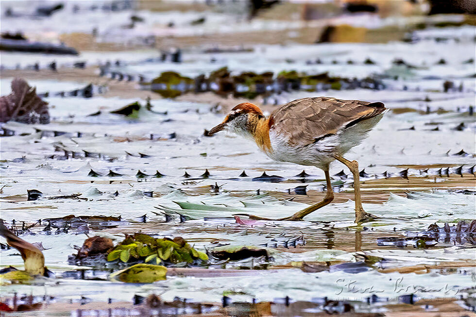 Lesser Jacana (Microparra capensis)