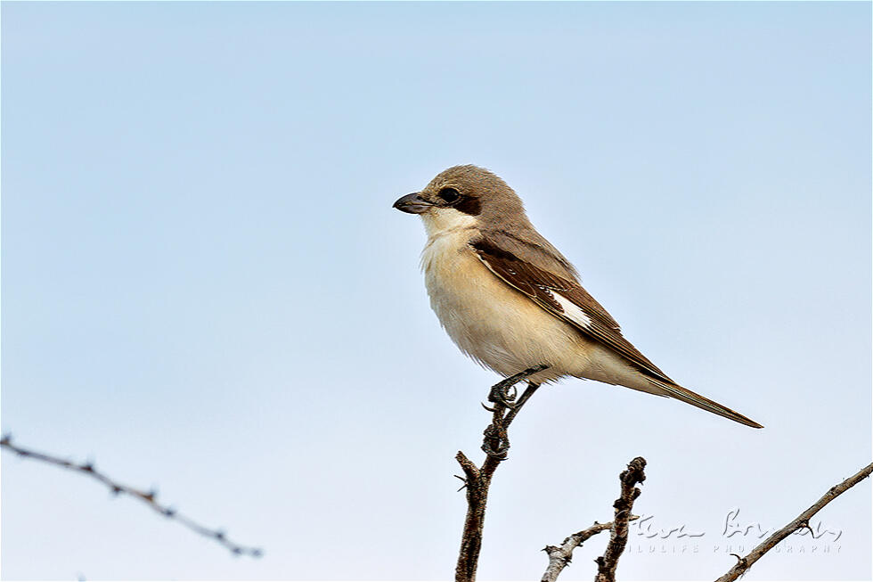 Lesser Grey Shrike (Lanius minor)