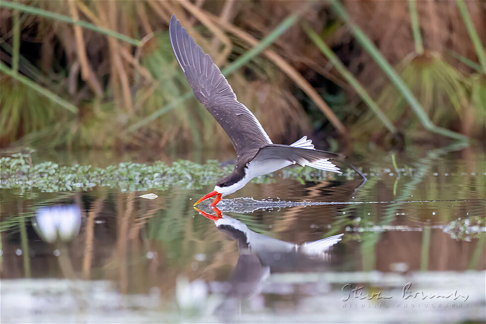 African Skimmer (Rynchops flavirostris)