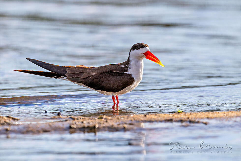 African Skimmer (Rynchops flavirostris)