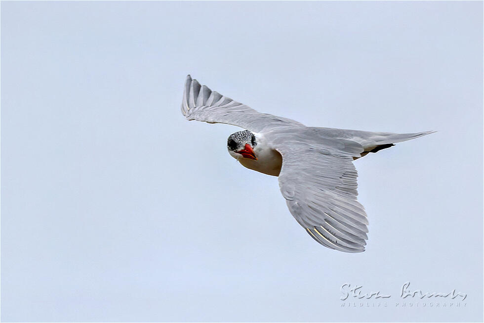Caspian Gull (Larus cachinnans)