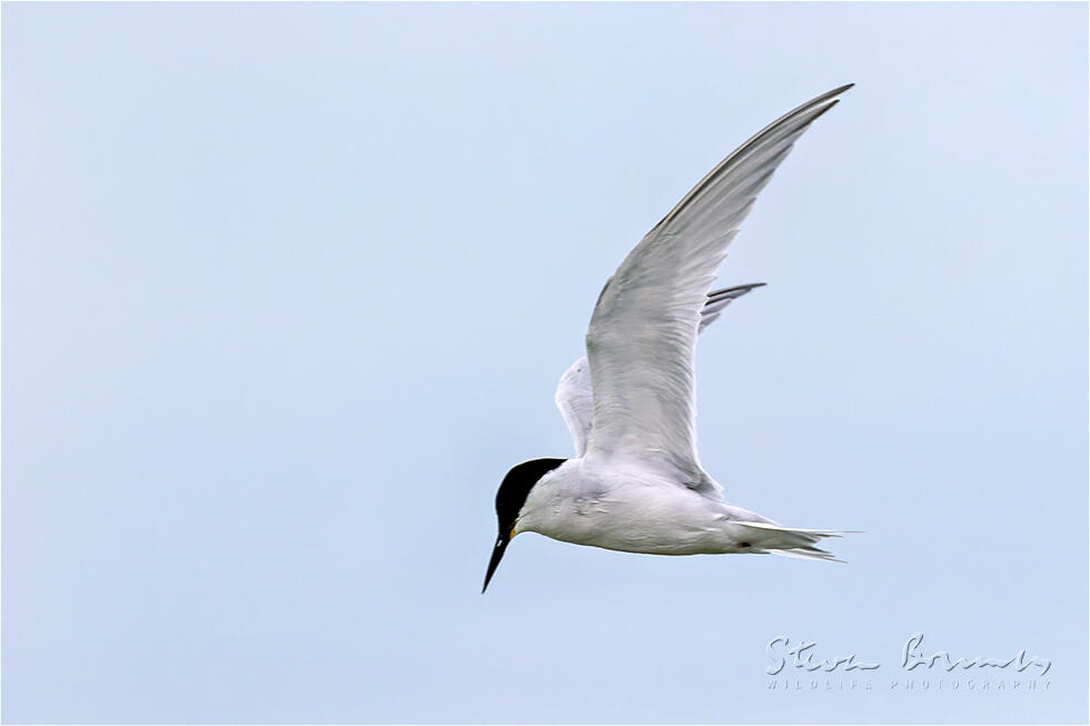 Damara Tern (Sternula balaenarum)