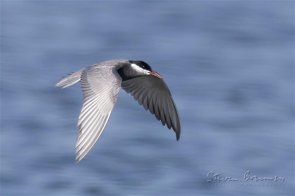 Whiskered Tern (Chlidonias hybrida)