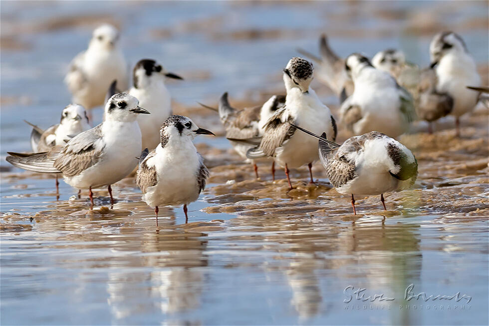 White-winged Tern (Chlidonias leucopterus)
