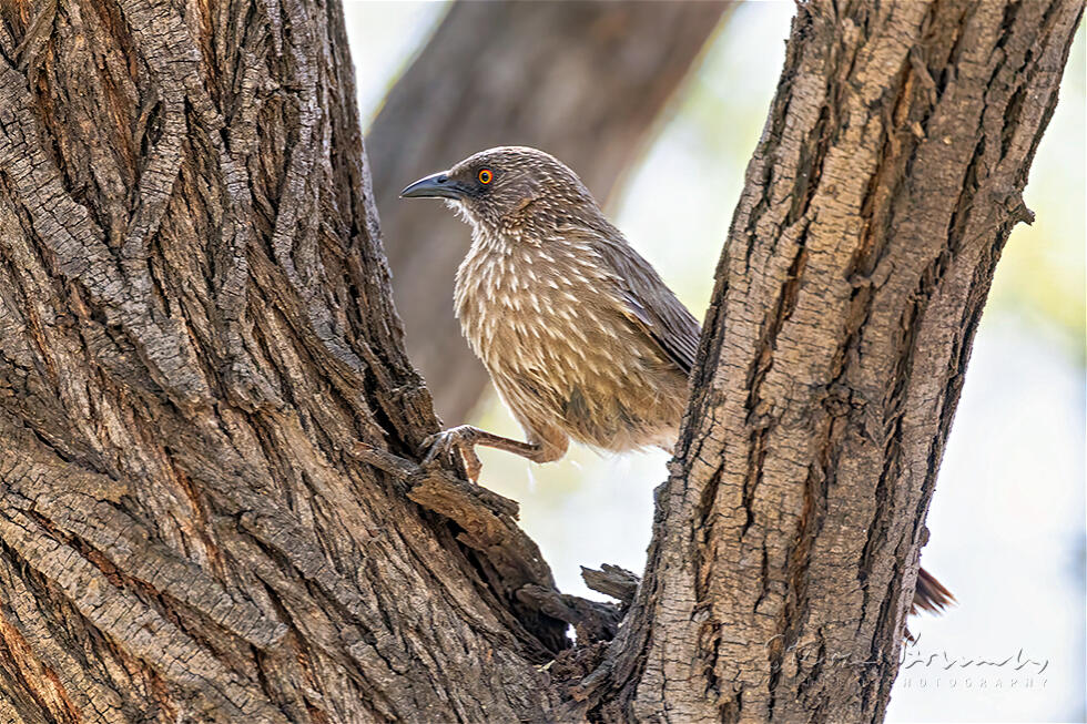 Arrow-marked Babbler (Turdoides jardineii)