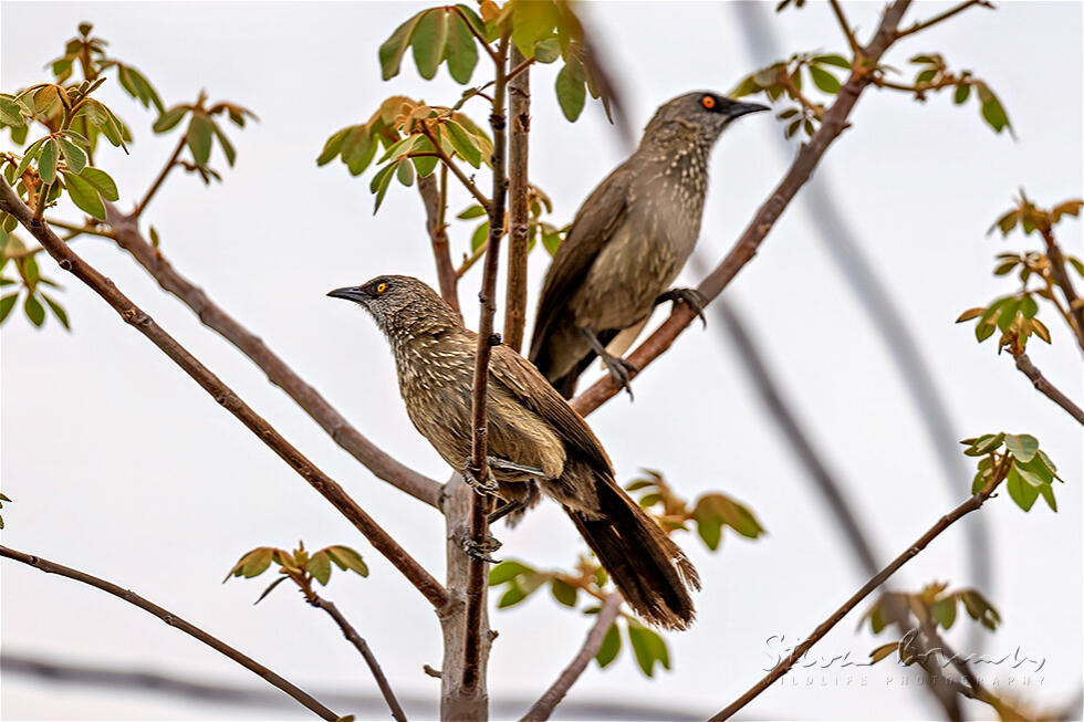 Arrow-marked Babbler (Turdoides jardineii)