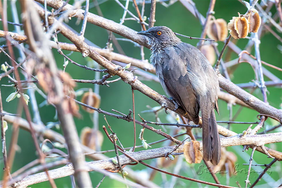Arrow-marked Babbler (Turdoides jardineii)