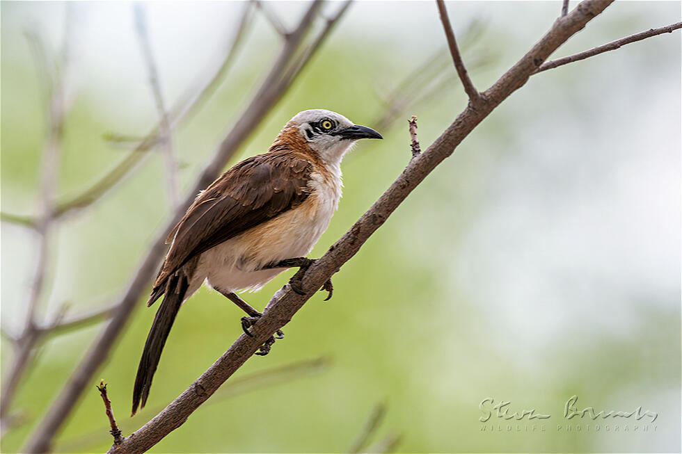 Bare-cheeked Babbler (Turdoides gymnogenys)