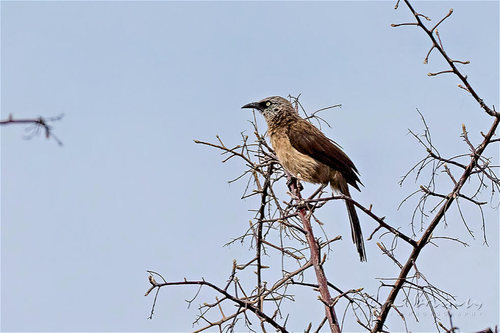 Black-faced Babbler (Turdoides melanops)