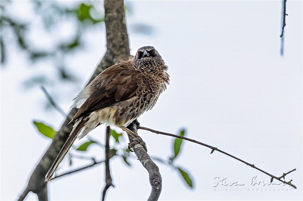 Hartlaub's Babbler (Turdoides hartlaubii)