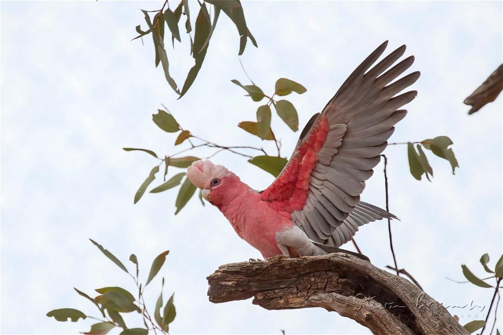 Galah (Eolophus roseicapilla)