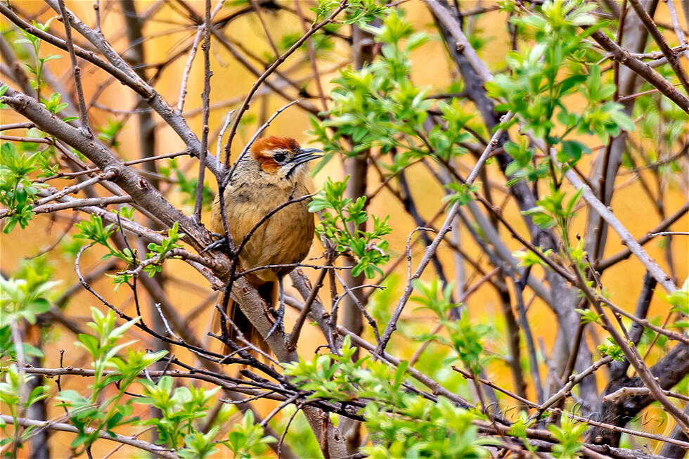 Cape Grassbird (Sphenoeacus afer)