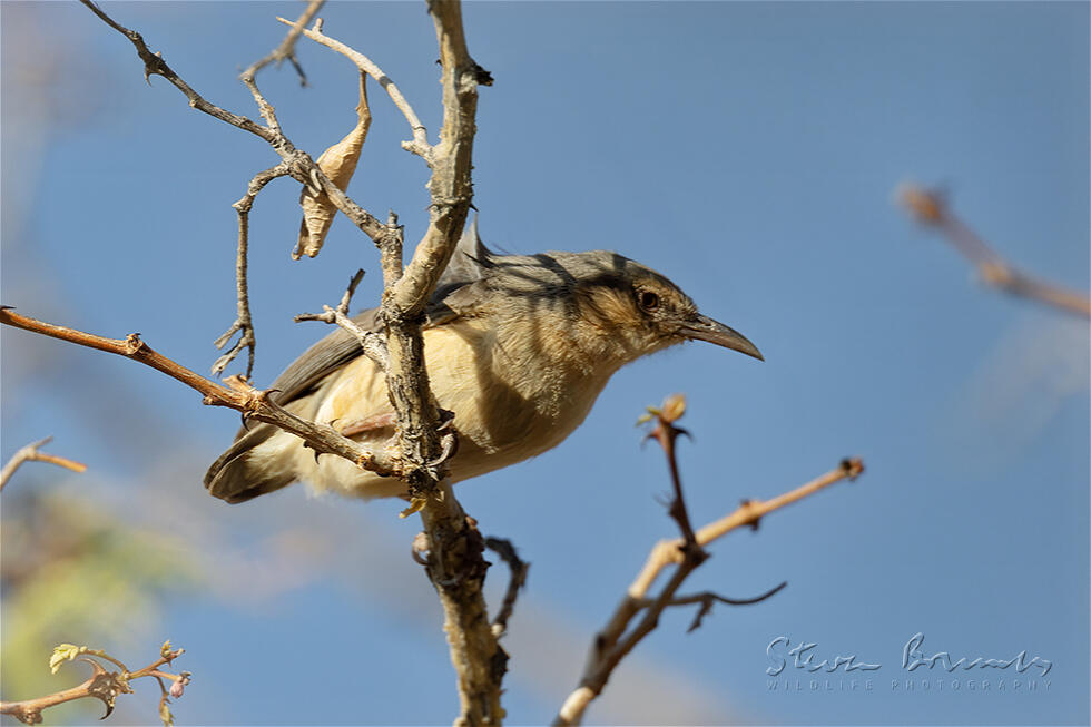 Long-billed Crombec (Sylvietta rufescens)