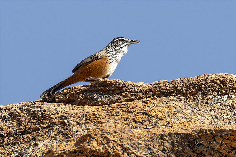 Rockrunner (Achaetops pycnopygius)